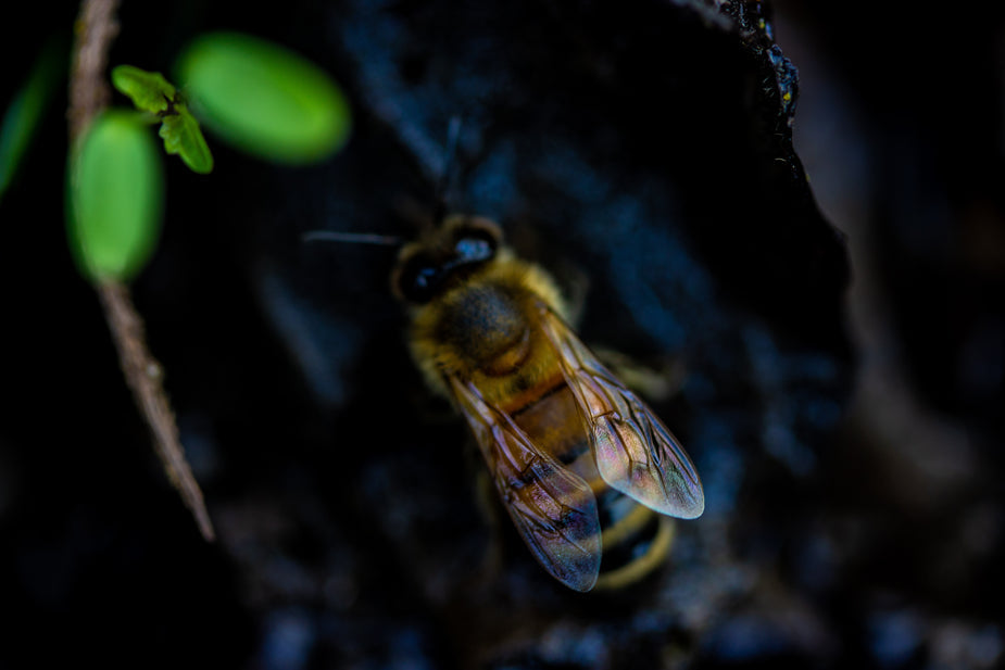 Hvordan introduceres bedst en ny bidronning til en bifamilie?