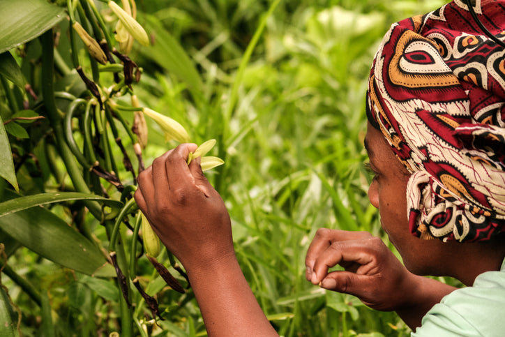 Kvinde fra Madagaskar håndbestøver en vaniljeplantes blomster, så den bestøves og gror en vaniljestang.