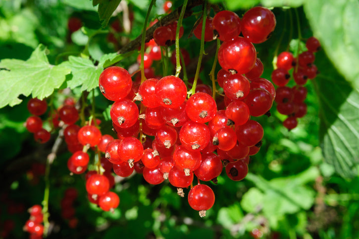 Røde ribs er i familie med solbær, som på engelsk hedder henholdsvis red currant og black currant.