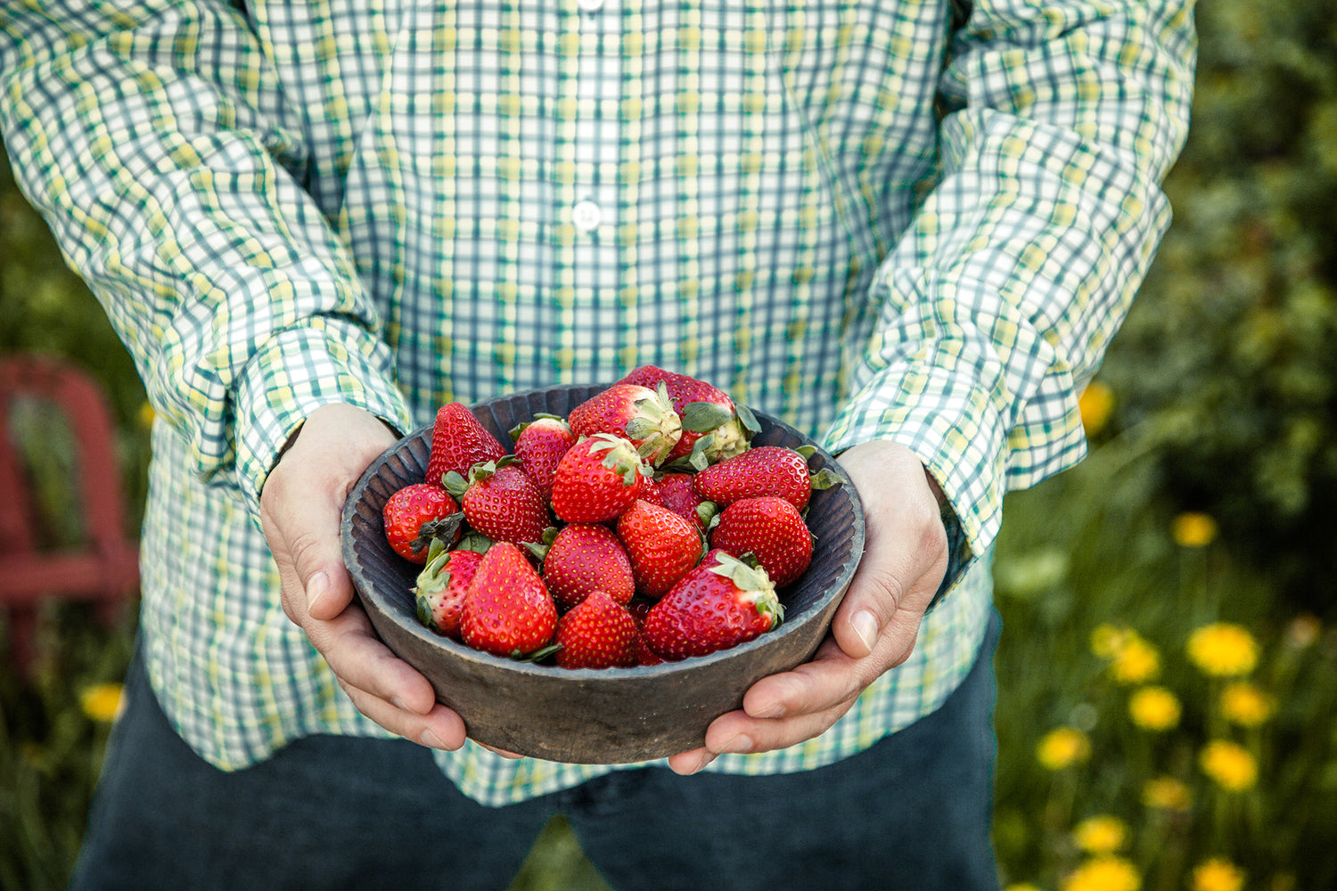 Pluk selv jordbær hos et sted tæt på dig. Flair jordbær er en af de mest populære jordbær. Flair jordbær