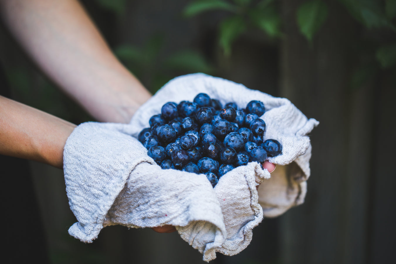 Hvordan dyrkes blåbær? Find blåbærsorter. Vi vil samle alle almindelige danske blåbærsorter, som det er muligt at dyrke i Danmark. Samt indsamle information og vejledninger til dyrkning af blåbær. Der er stor forskel på blåbærplanter.