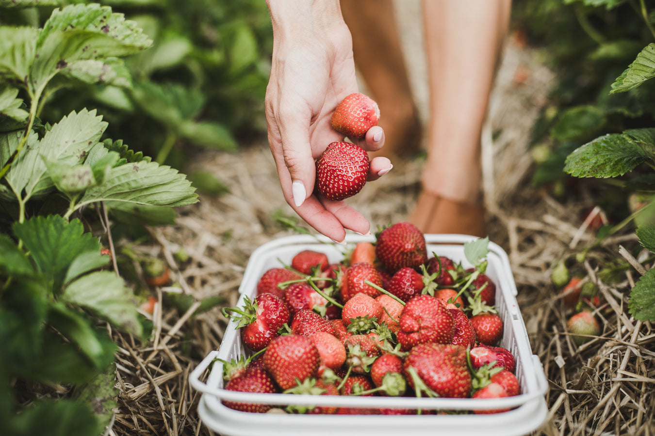 Det er muligt at besøge et pluk selv sted og selv plukke jordbær. Der findes mange forskellige jordbær og sorter i Danmark. Spørg plukselv stedet og find ud af hvad de tilbyder.