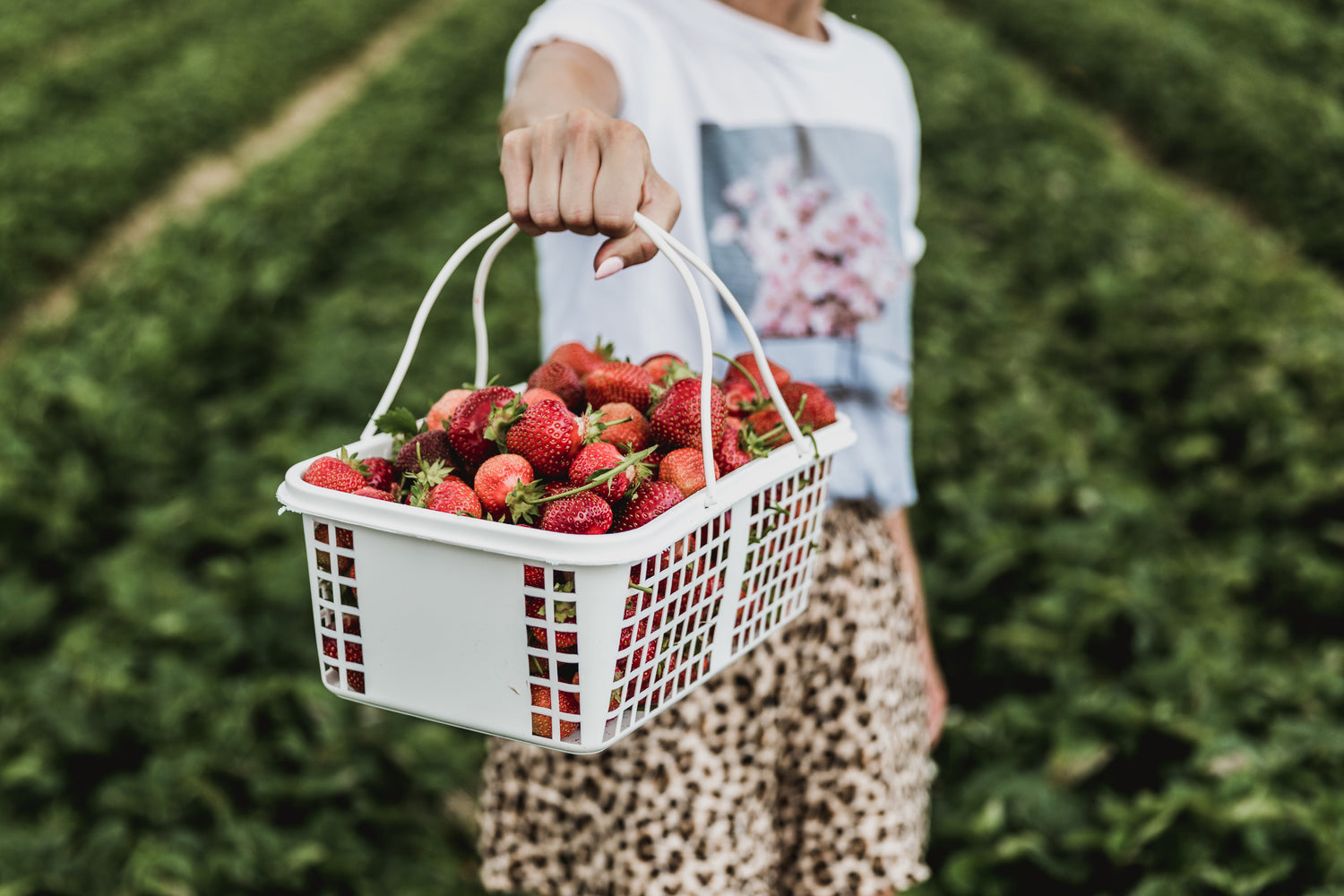 Hvilke bærsorter kan man selv plukke og dyrke i Danmark? De mest almindelig er jordbær, blåbær, hindbær, solbær, ribs og kirsebær, men der findes mange andre bærsorter.